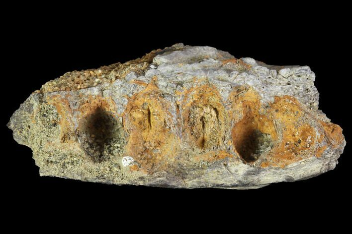 Thescelosaurus Jaw Section With Sockets - North Dakota #88744